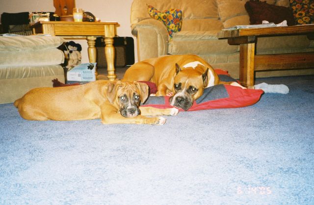 Cain and Breezie resting