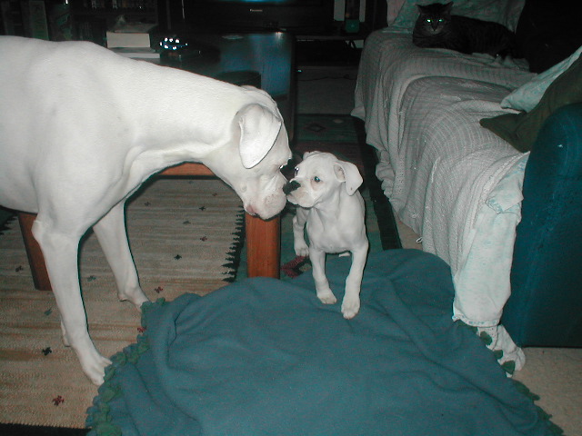 Cain Meets Luna