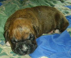 Cairo @ 2 weeks