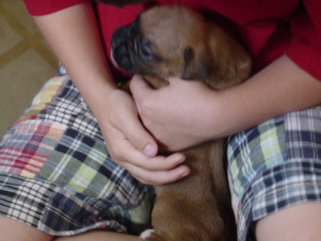 Cairo 3 weeks old