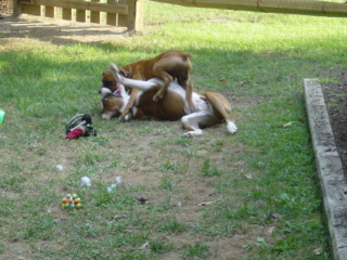 Cairo and Cleo wrestling