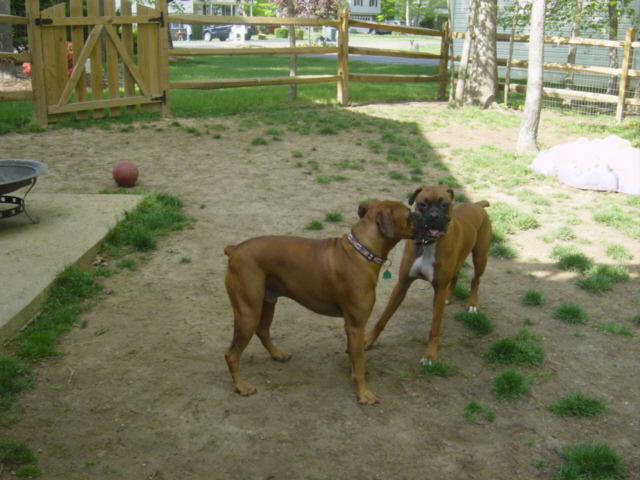 Cairo_s_BUddy