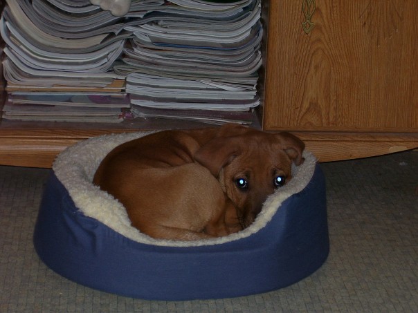 Cali- 13 wks old