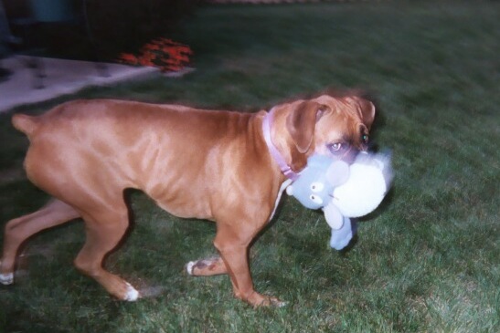 Cali and the Mouse