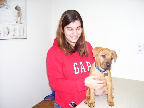 Cali at the Vet