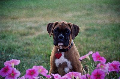 Cali-Flower