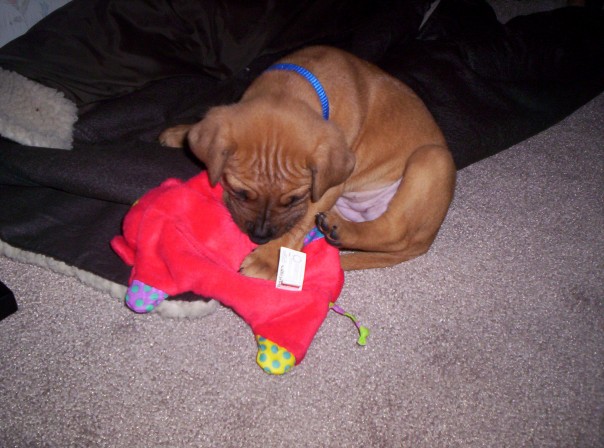 Cali's first toy