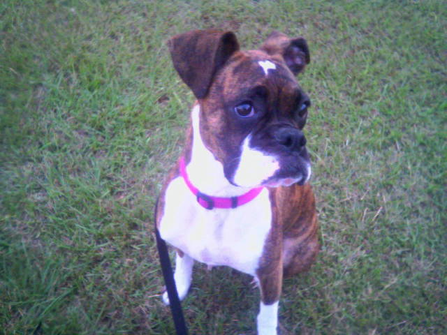 Calla watching a bug