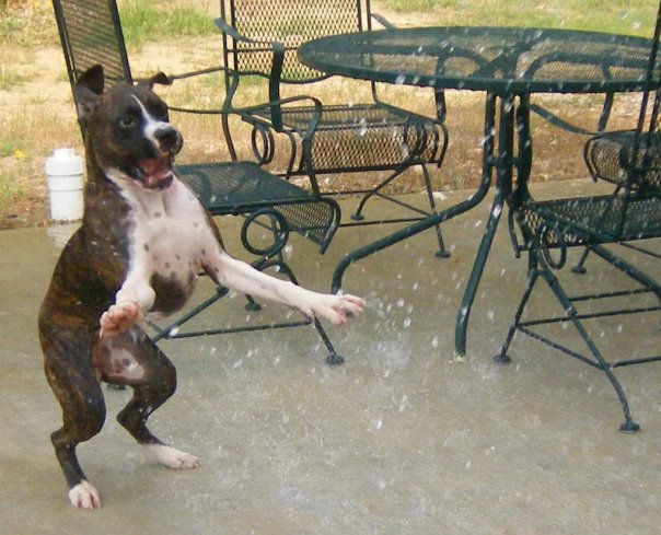 Callie the Crazy Water Dog
