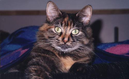 Callie