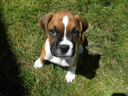 callway_puppy