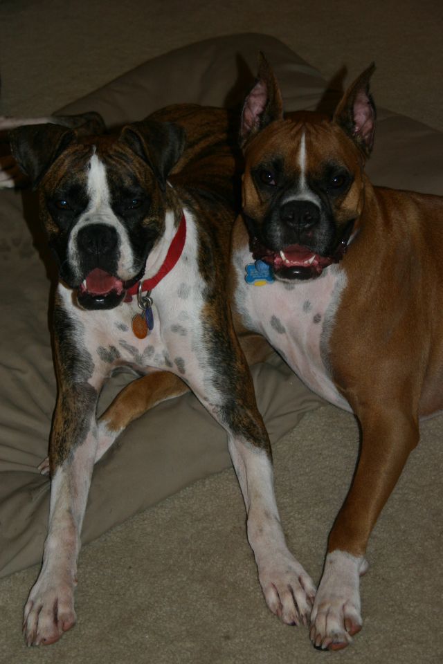 Camera Hounds