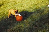 Cami Slam Dunk