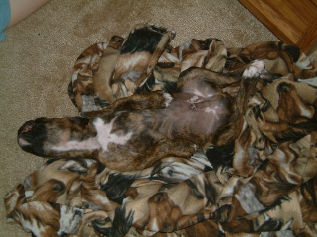 Camo-boxer
