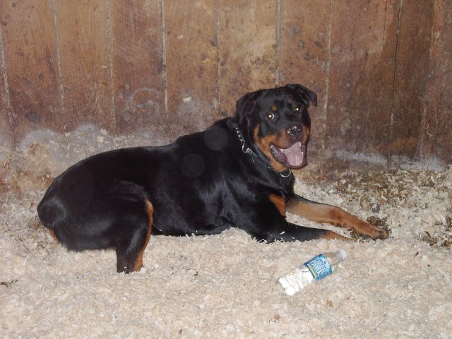 Camping out in the barn!