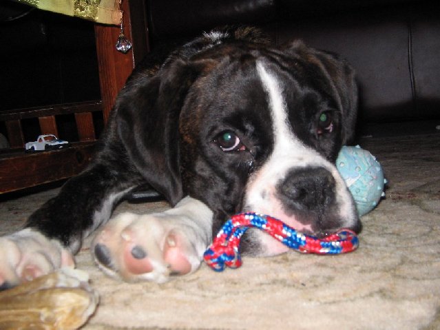 Can I get a new toy, pleeeeaaasse??