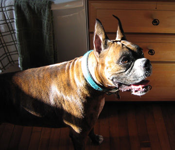 Can I have a treat! Can I, huh, huh!?!