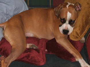 Can I have another pillow???