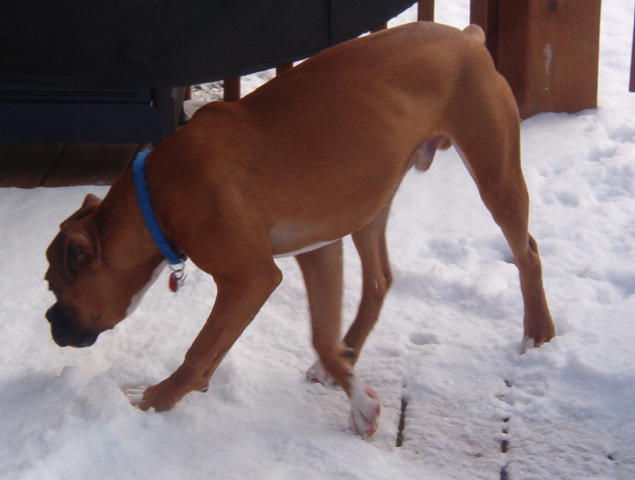 Can I Play In The Snow?