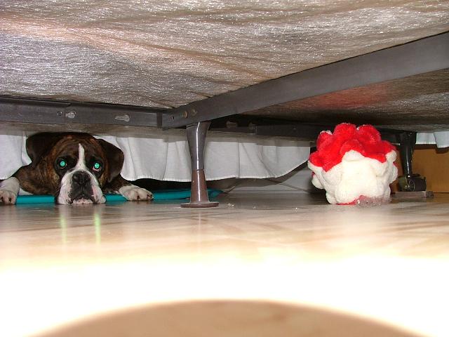 Can someone help me get my ball??please....