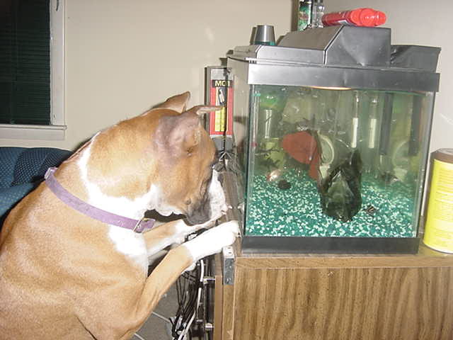 Can they come out and play?