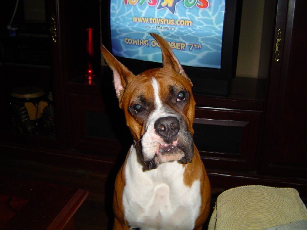 Can we go to the new Toys R Us, pleeeez?