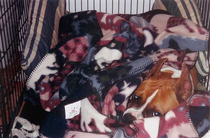 Can you find the boxer in this picture???