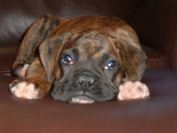 Can you say no to this face?