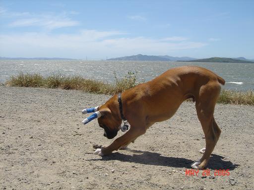 Can you see the Golden Gate Bridge in the background?
