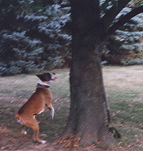 Candy can CLIMB!