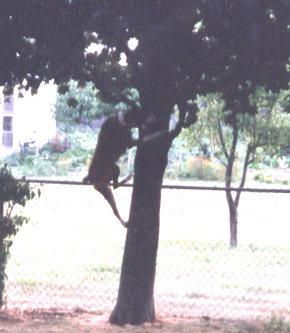 CANDY CLIMBING A TREE!