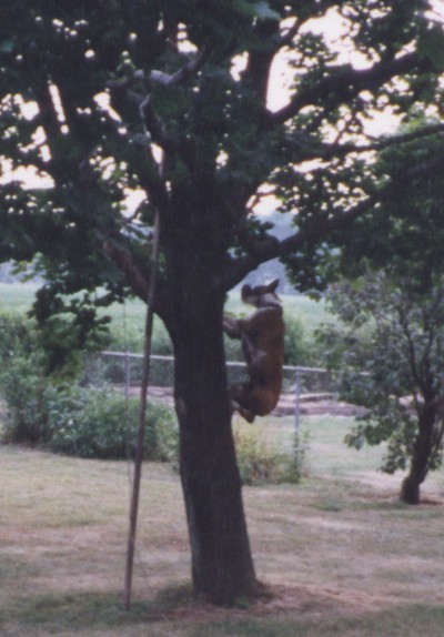 Candy Climbs 2