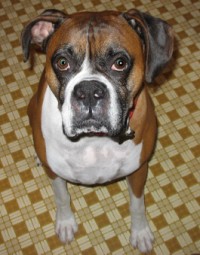 Cane