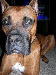 Cane1