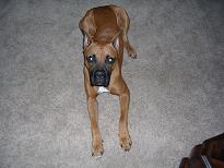 Cane2