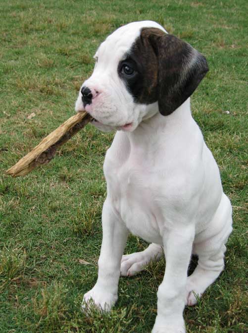 Caney with stick