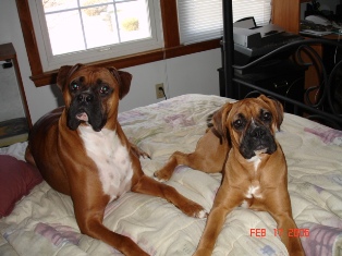 Canine Pal's!