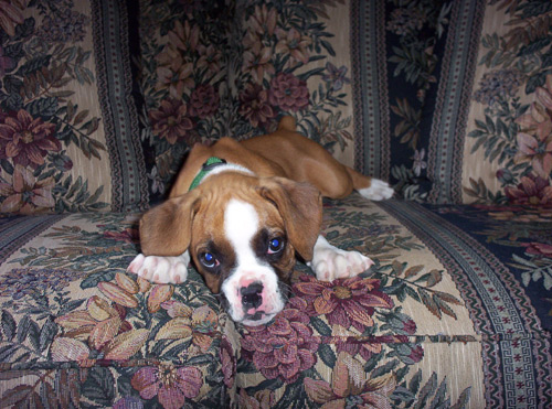 Can't a boy get any rest around here?