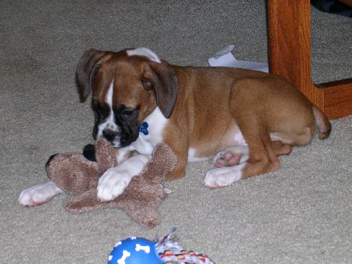 Can't Ever Have Just One Toy!