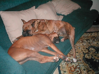 Can't get enough sleep