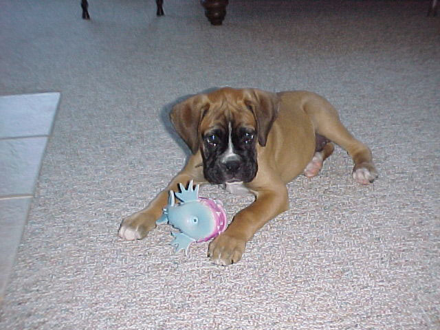 Can't you see I am playing?