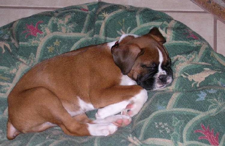 Capone 12/24/04