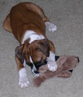 Capone @ 12 weeks