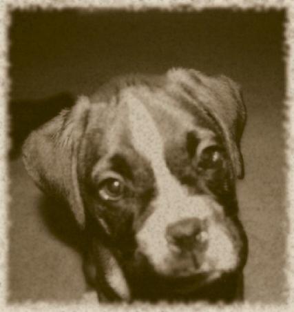 Capone @ 8wks