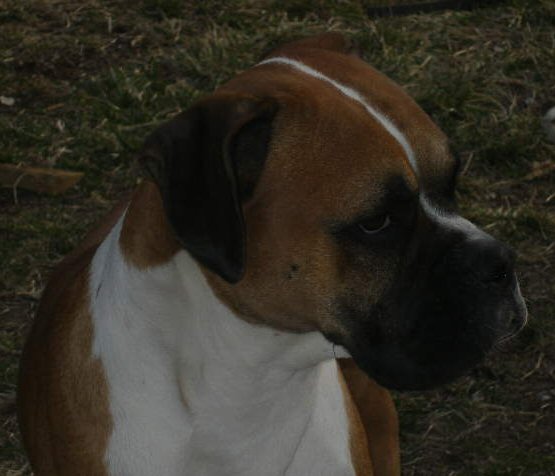 Capone B