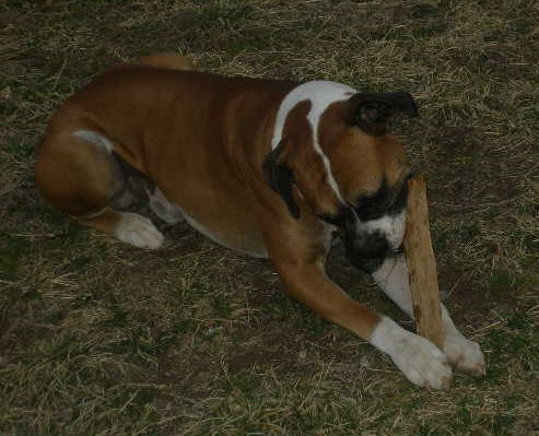 Capone C