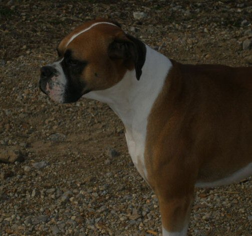 Capone D