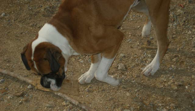 Capone E