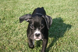 capone_backyard