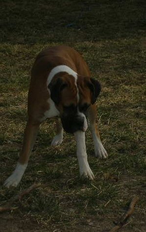 CaponeA